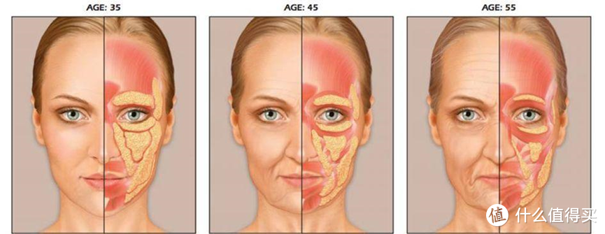 眼部和脸部的皮肤结构示意图