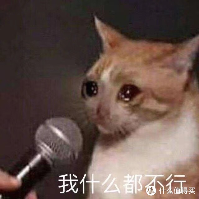 猫到底能不能喝牛奶？