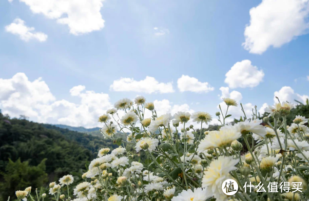 全国哪的菊花茶最好喝？经评比，3省3茶很不错，有你家乡的吗？