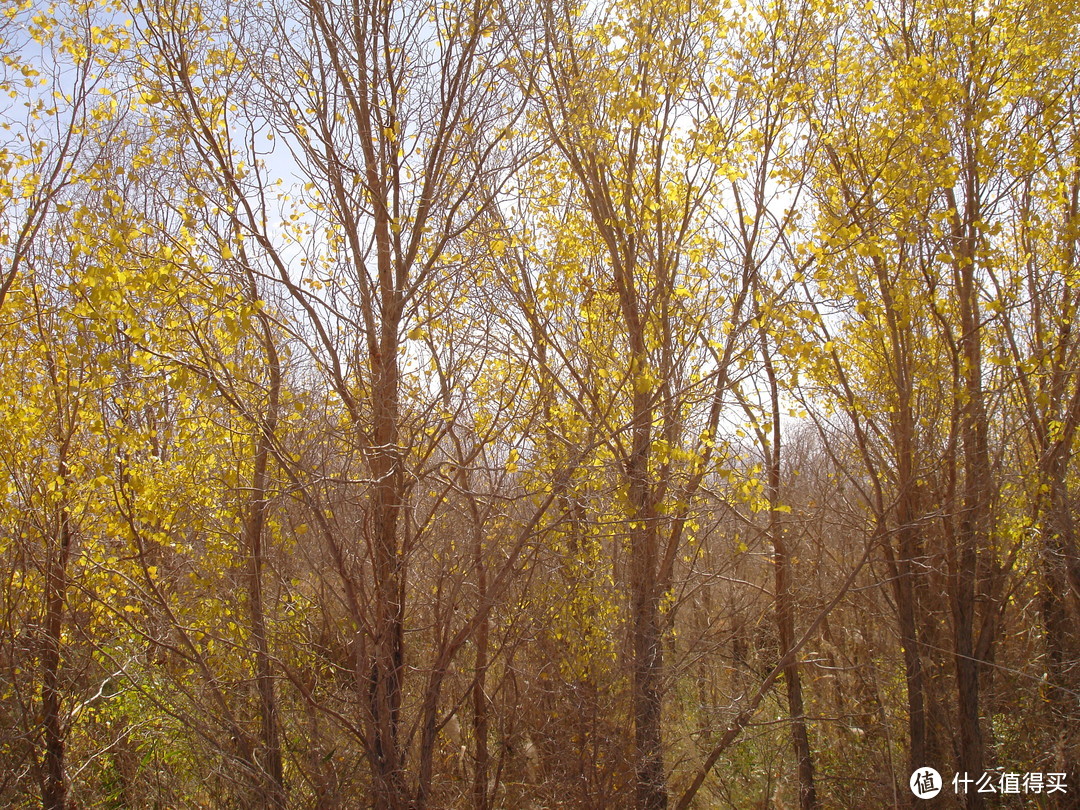 格尔木胡杨自然保护区的胡杨树