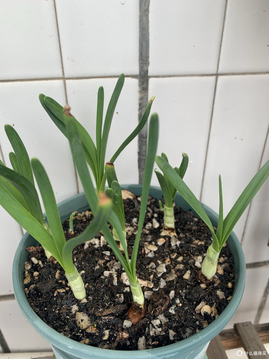 不被看好的水仙发芽97也长高了.