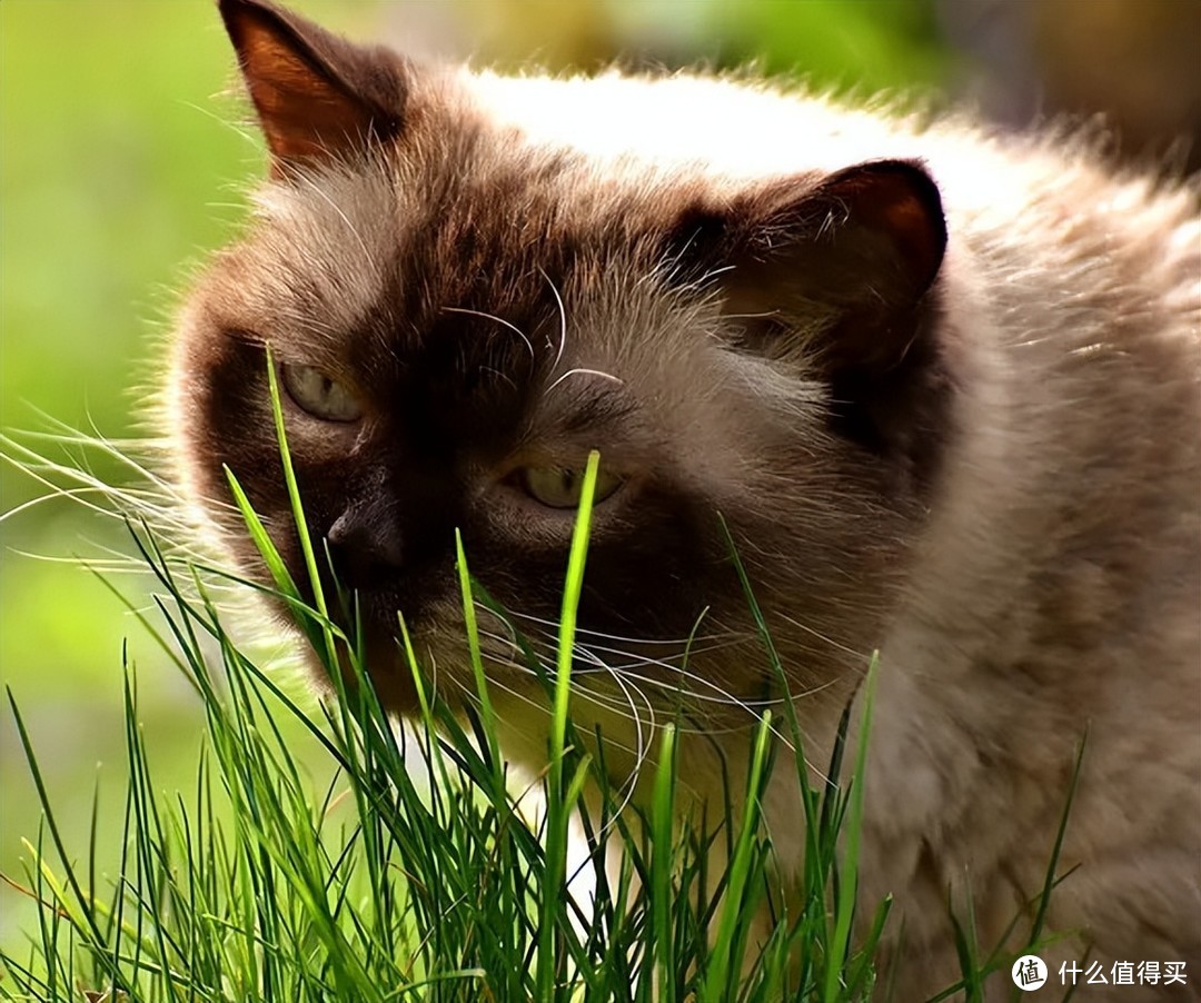 猫咪也吃草，咋回事呢？