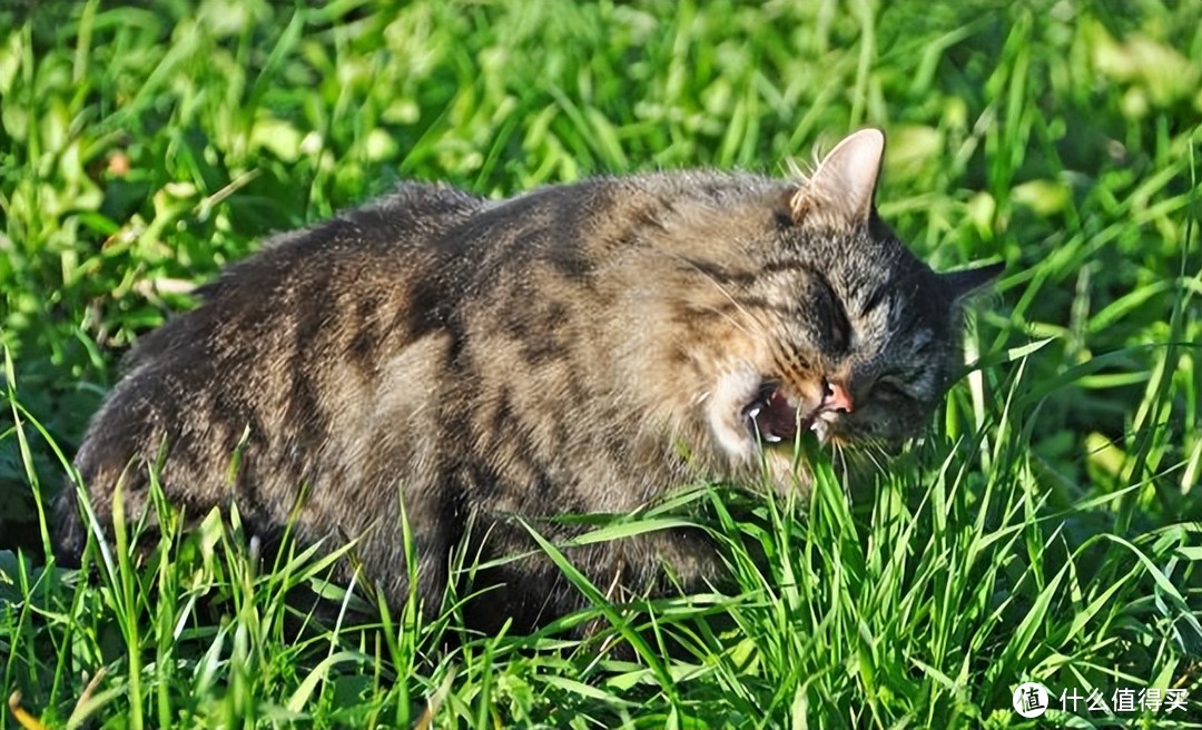 猫咪也吃草，咋回事呢？