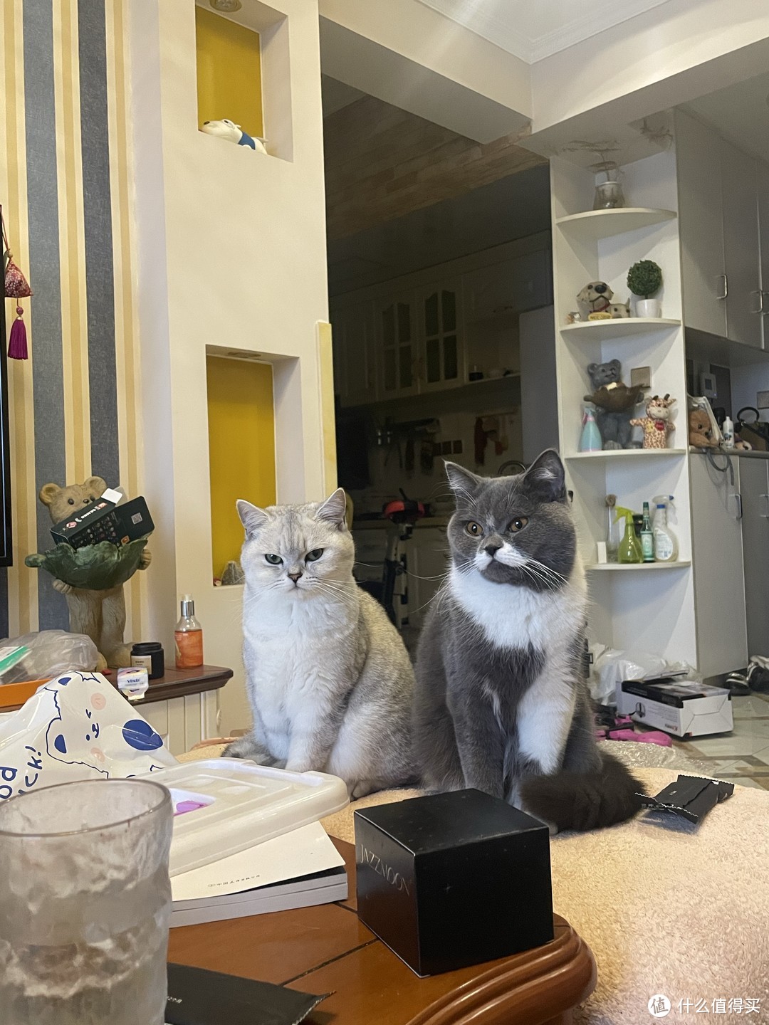 家里两只猫咪。