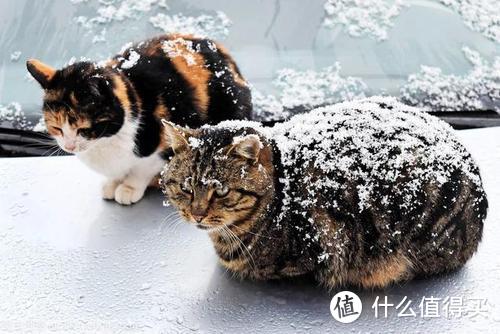 愿冬天能够善待它们，流浪猫也想能够活的下去，合理救助流浪猫~