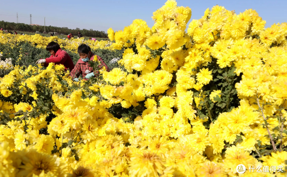 菊花只会泡着喝？不如学学这4种“神仙搭配”，甘甜好喝又下火