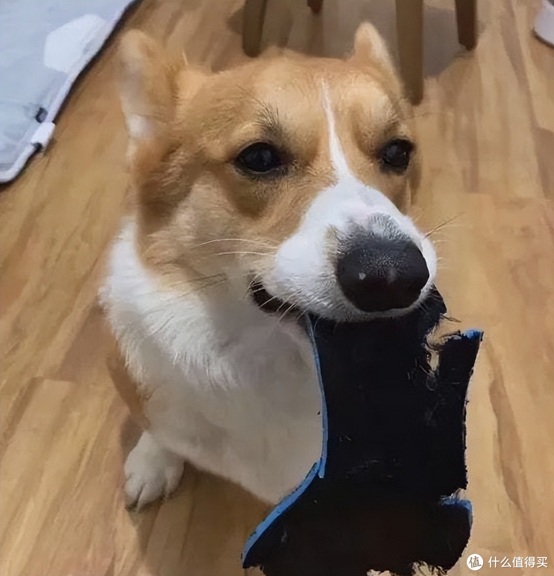 狗：鞋，是我一生挚爱