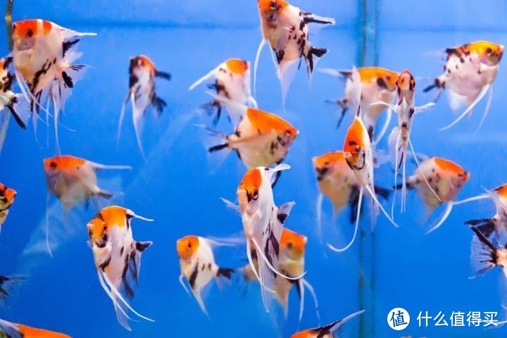 新年焕新家，你可以养一缸神仙鱼，欣赏它们的花样生活