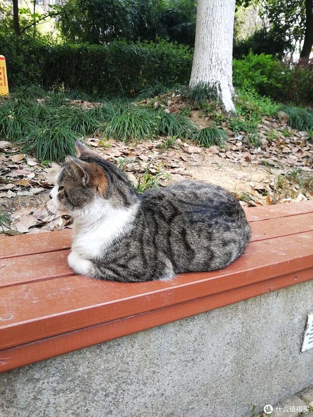 流浪猫吃什么？喂流浪猫用什么猫粮？