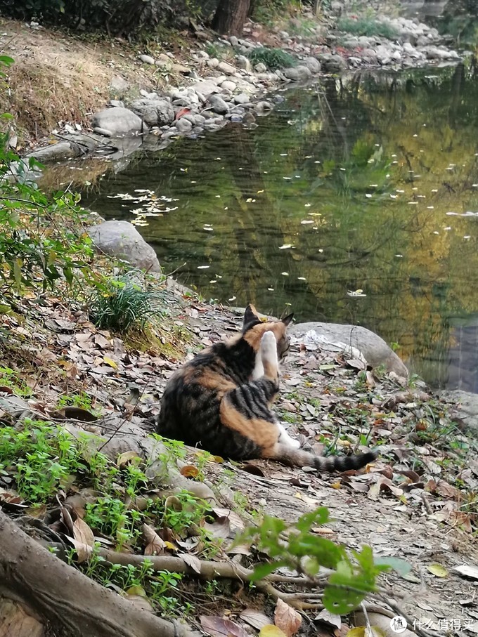 流浪猫吃什么？喂流浪猫用什么猫粮？