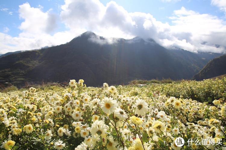 常喝3种菊花茶，好喝又解暑