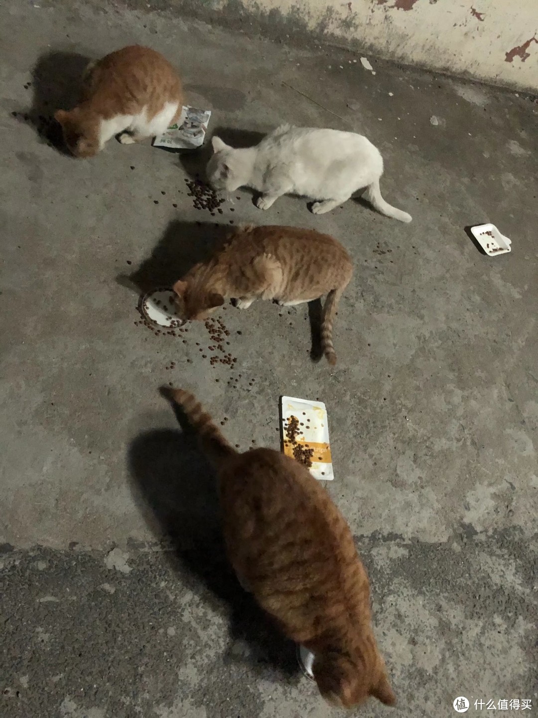 我又开始喂流浪猫了（我家的楼下有一群猫）