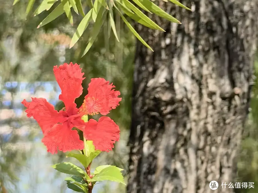 拍照很意外：华为Mate50，自成一派的偏科生！