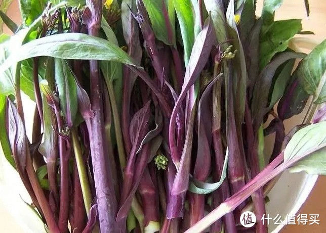 春节期间的一道解腻佳菜一一紫菜苔