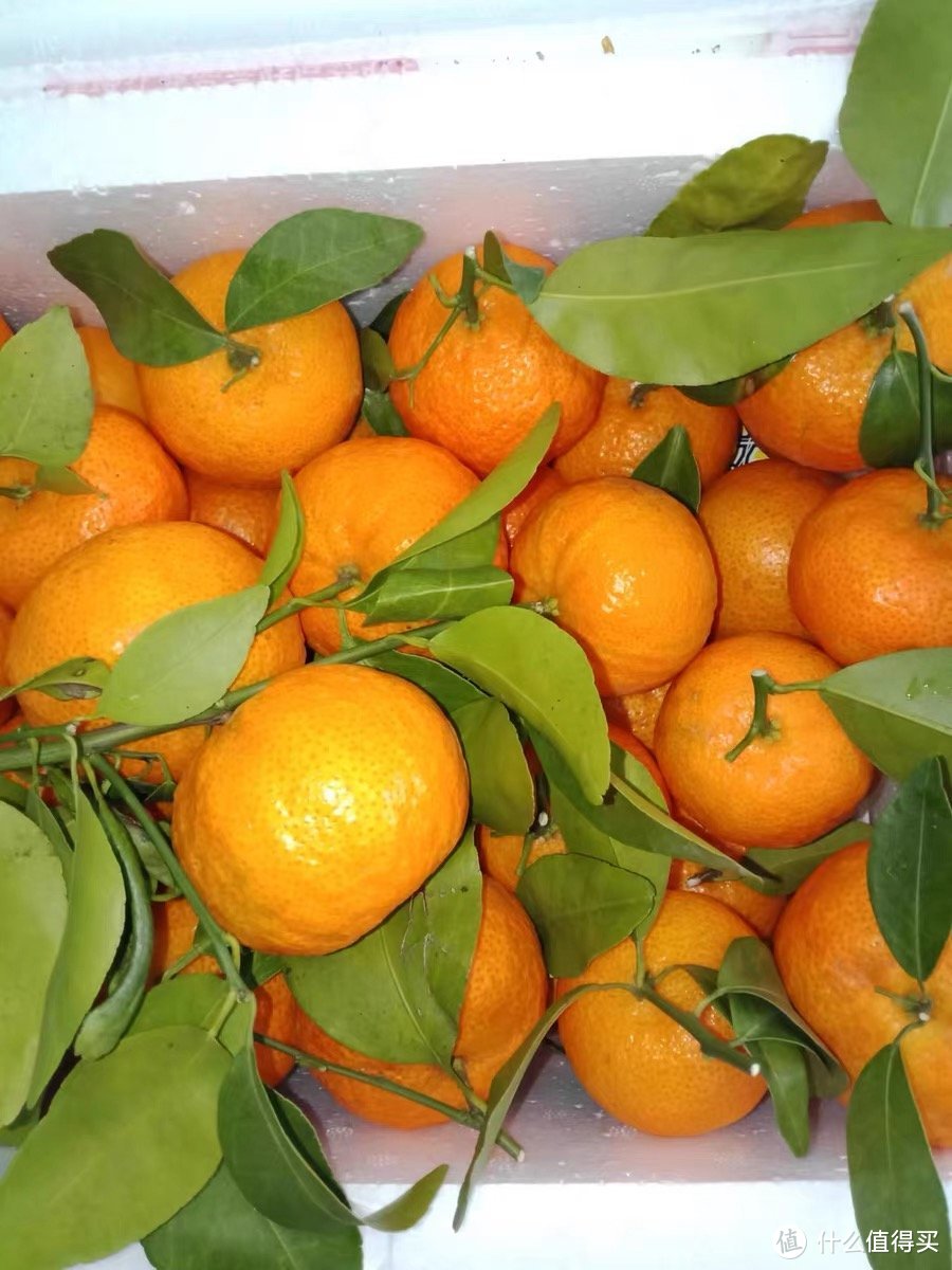 过年篇:橙色水果也很喜庆哦,祝大家来年心想事橙