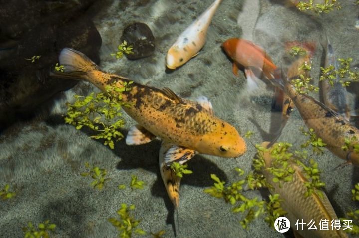 热带鱼的繁殖难点在哪里？模拟原生环境，你也能养出满缸小鱼
