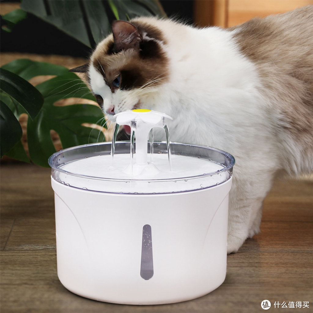 都2023年了，你的猫猫还没有用上智能餐具嘛～猫猫的餐具分享