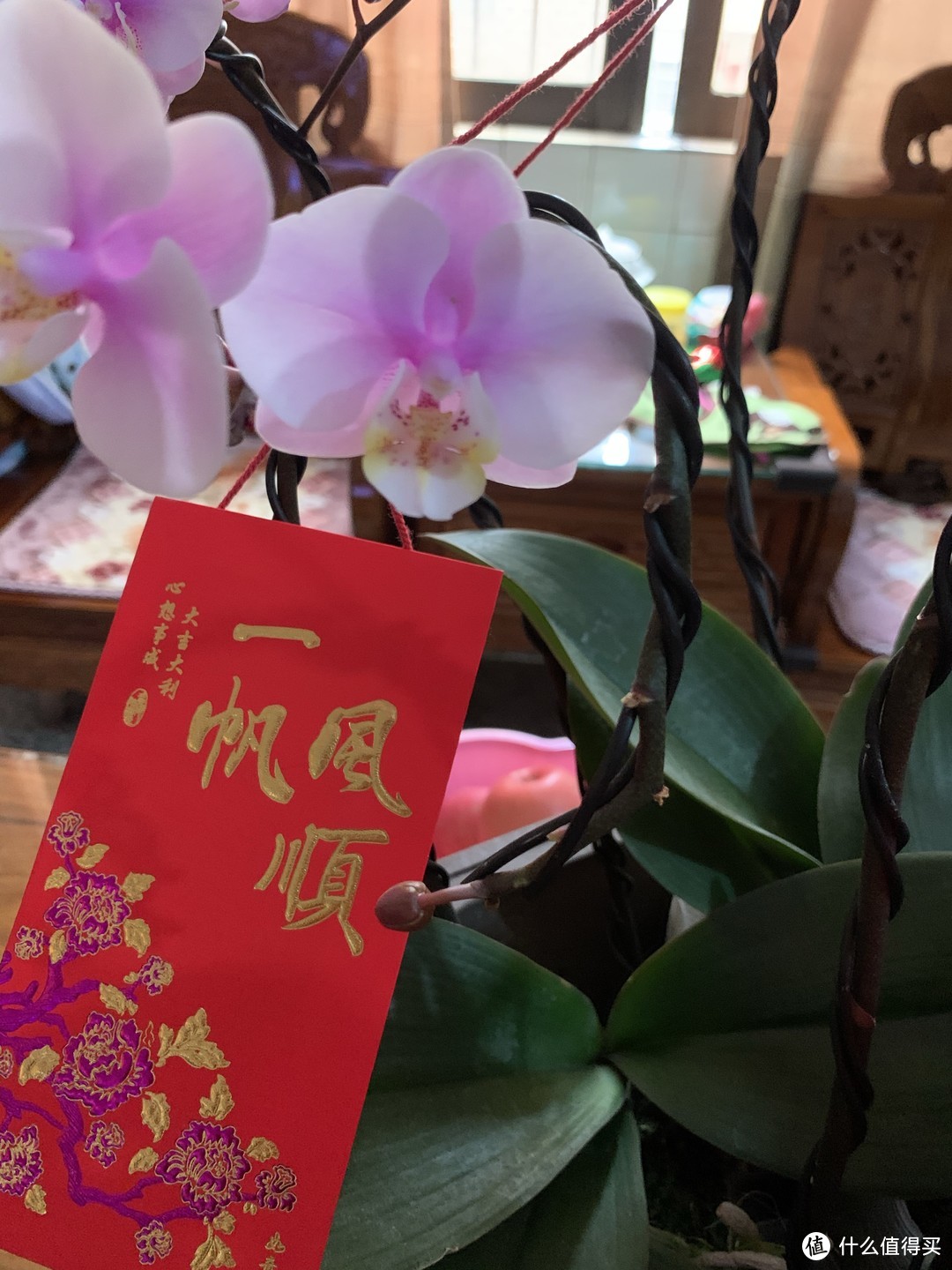 春节的水仙花和蝴蝶兰