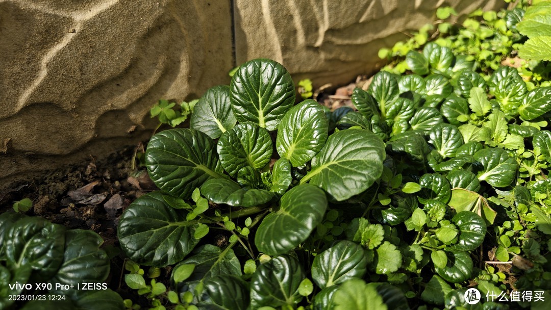 没有对比，但是观感上是满意的，绿色的蔬菜充满了生机，光泽和明暗度讨喜。