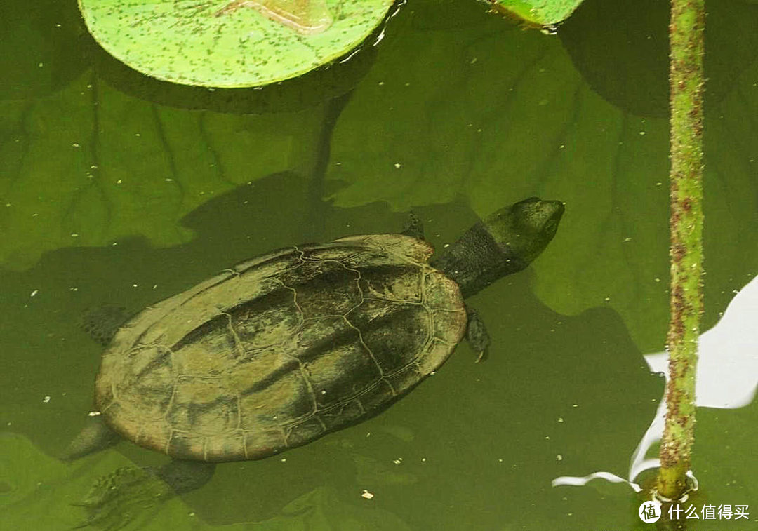 养龟用绿水还是泥水？模拟自然的养龟，你也可以养好爱龟