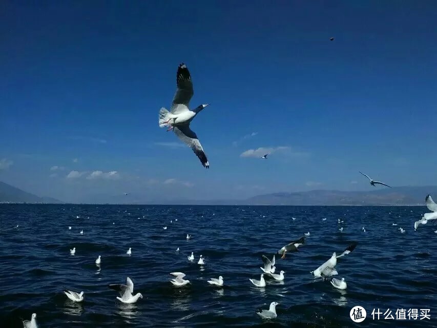 洱海边看海鸥