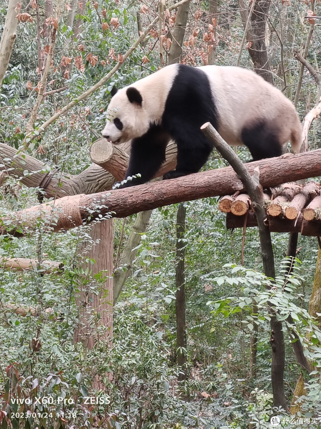 成都大熊猫繁育研究基地-春节成都行孩子最满意的一站