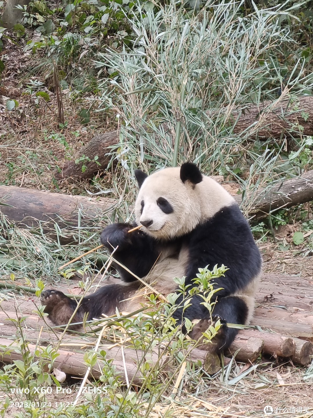成都大熊猫繁育研究基地-春节成都行孩子最满意的一站
