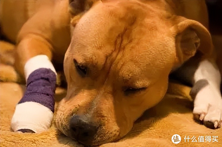 如何正确区分狗狗扭伤和骨折呢？