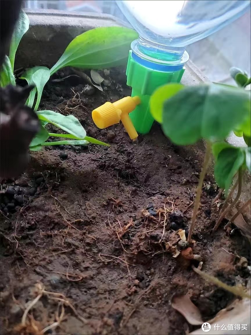 家用小型植物滴灌装置