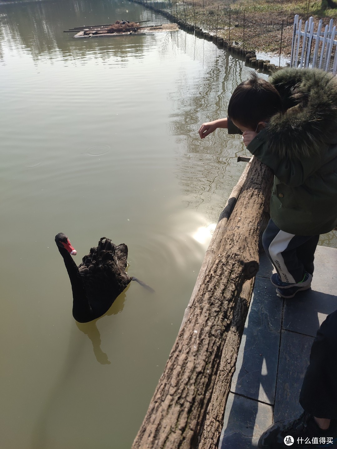 大千天鵝湖莊園——上海郊區風景一日遊記錄