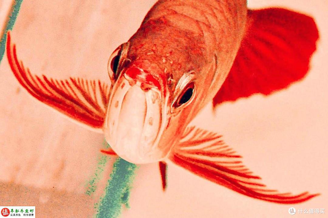 怎么把红龙鱼养得更红?影响因素很多,这几点你要知道