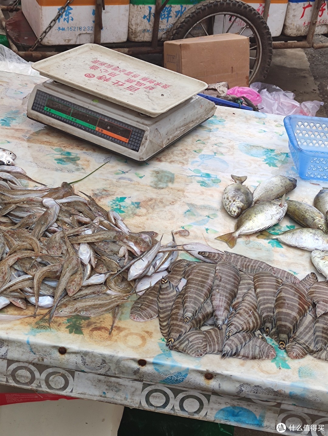 海鲜市场常见的一些小杂鱼