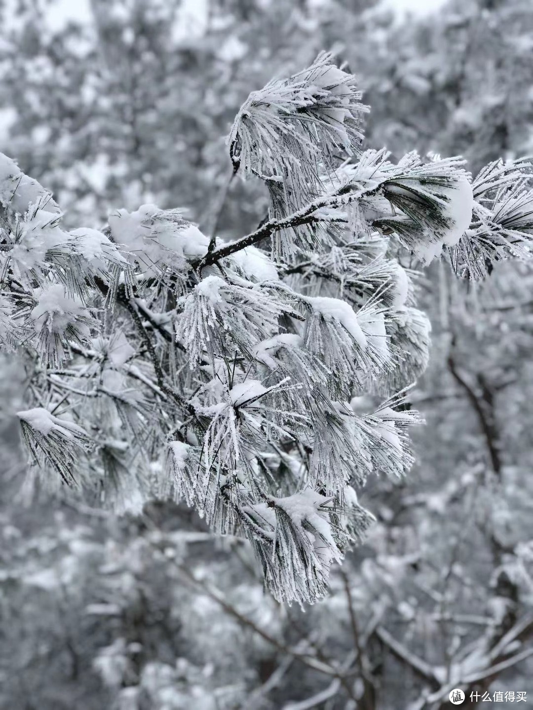 不一样的滑雪⛷️装备，孩子玩的不亦乐乎