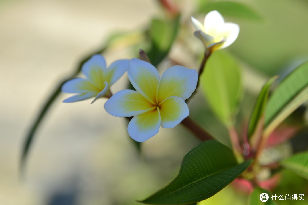 鸡蛋花