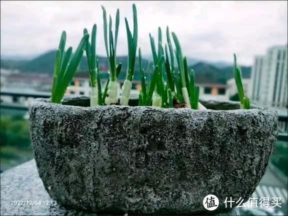 石头材质的水仙花盆。