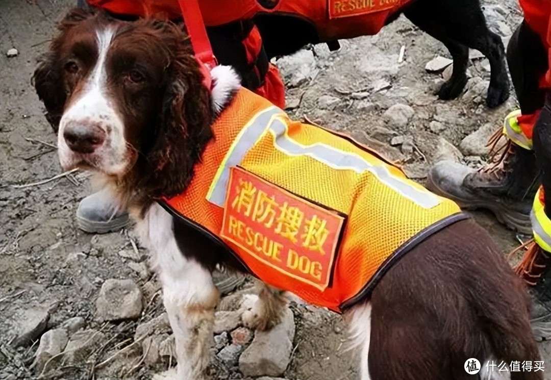 中国搜救犬品种图片