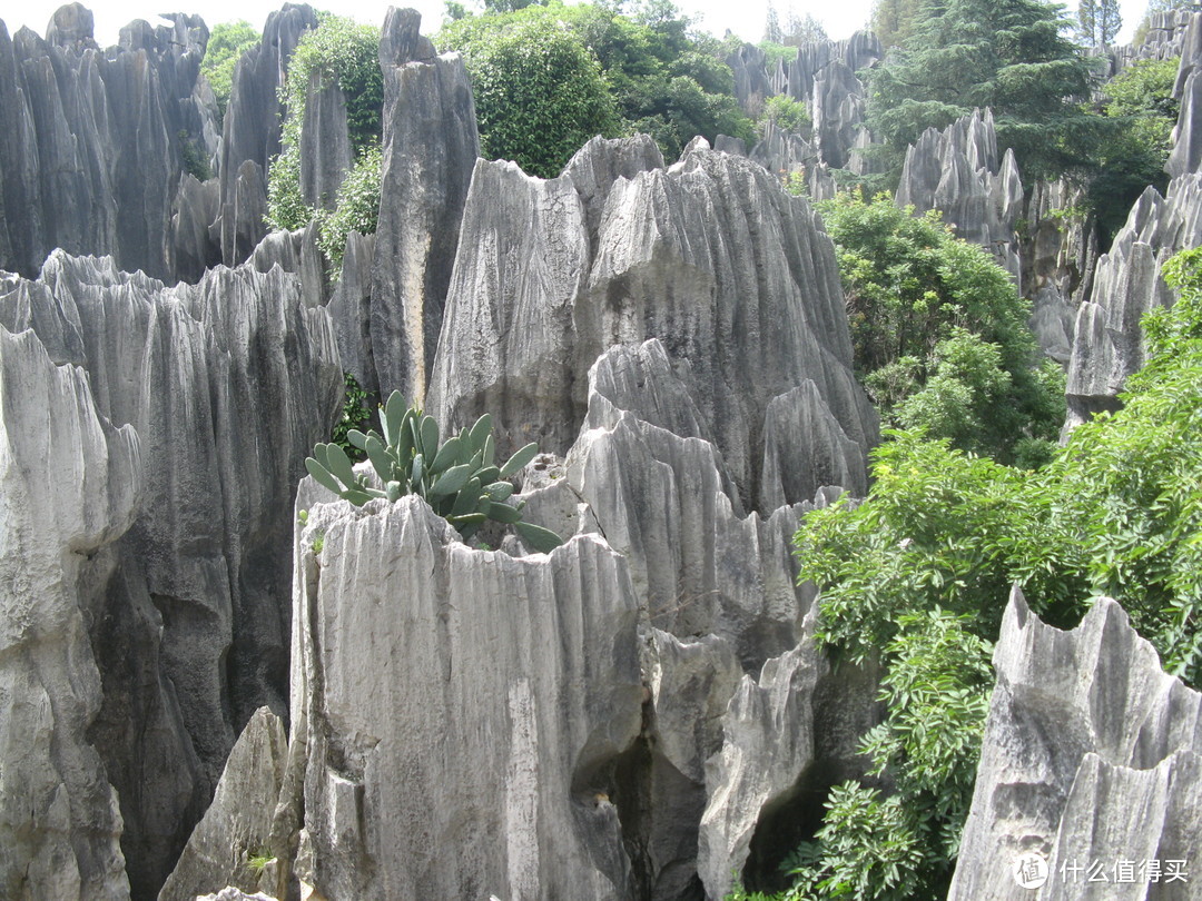 春节出行旅游目的地推荐之云南石林