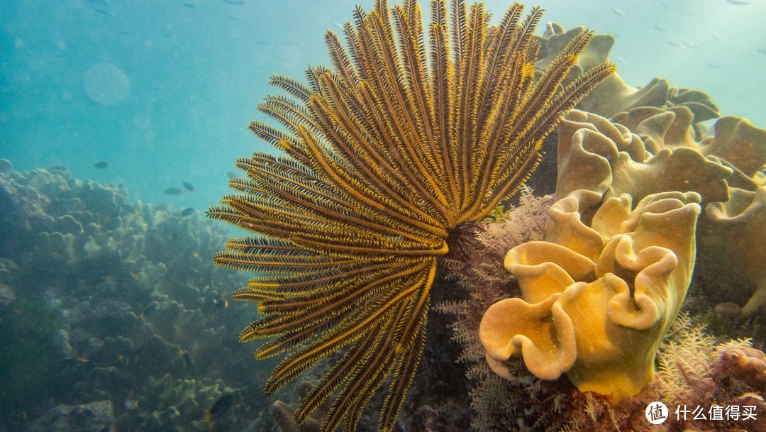 多张美图预警！现实版的“海底总动员”，每年仅开放180天，9个小岛造就的世外桃源，还有惊艳的果冻蓝大海和奶白色粉沙