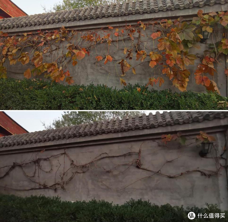 46岁张颂文在北京租住的院子“火了”，返璞归真、养花种菜，真写意！
