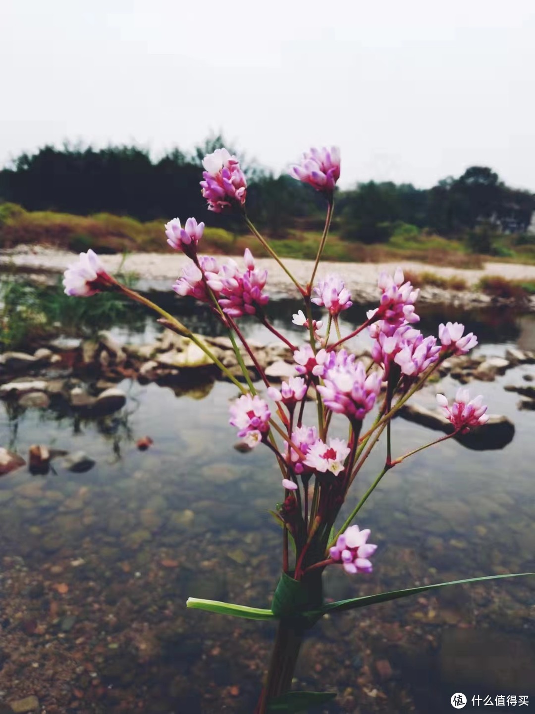 不知名的花