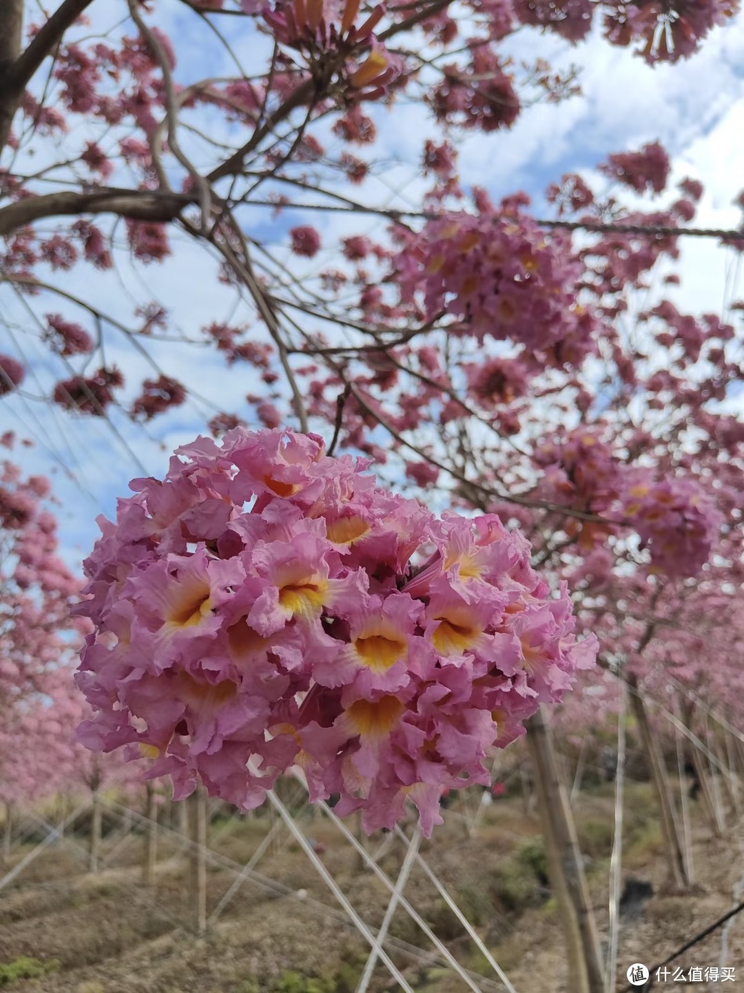 陪伴是最长情的告白，不怎么花钱，也能好好的过上情人节