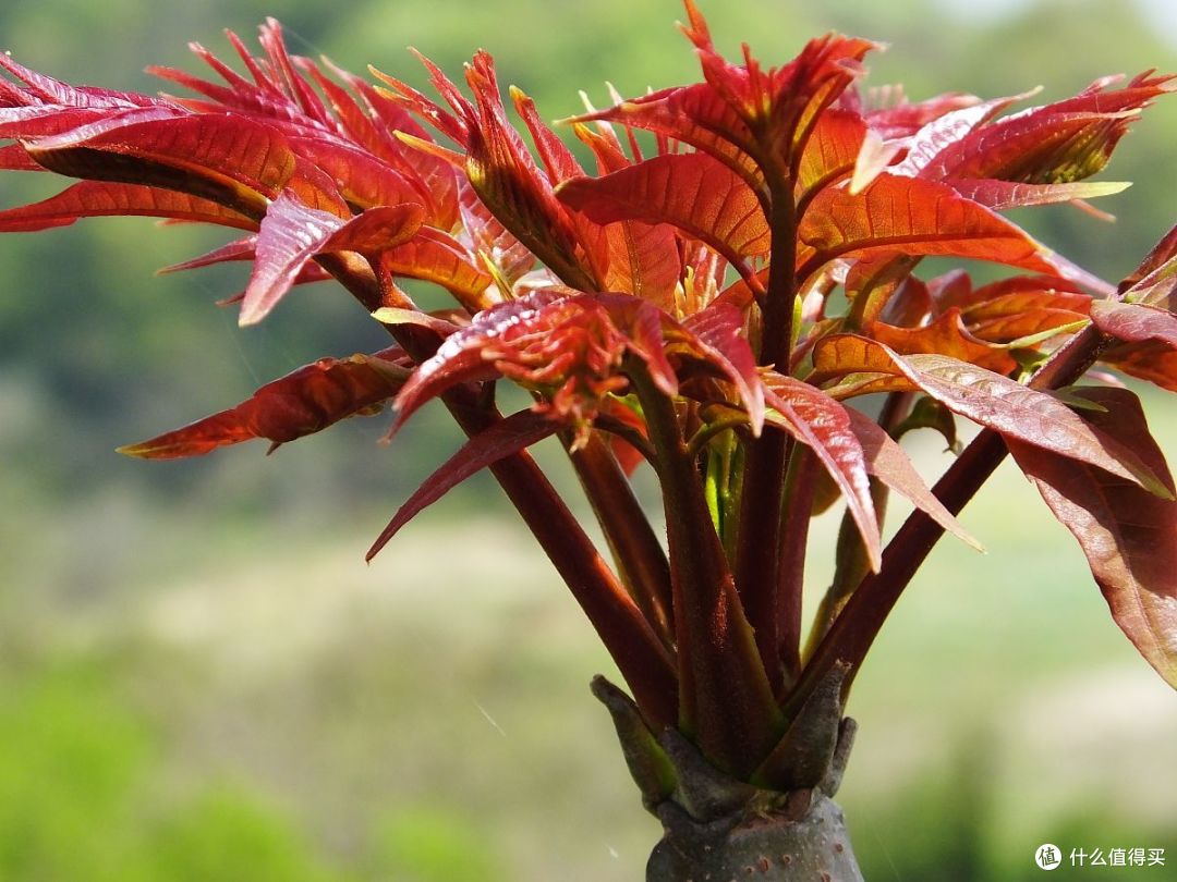 因为它们来自不同的品种,红叶香椿大多数是红油椿或者紫香椿,外观看