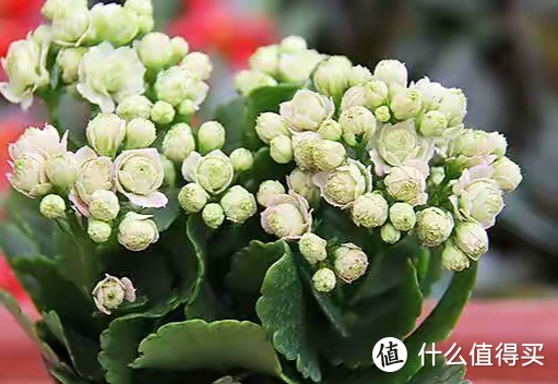 要长寿花“开满花”，变老桩，需做3件事，花更多颜色艳，简直美极了！