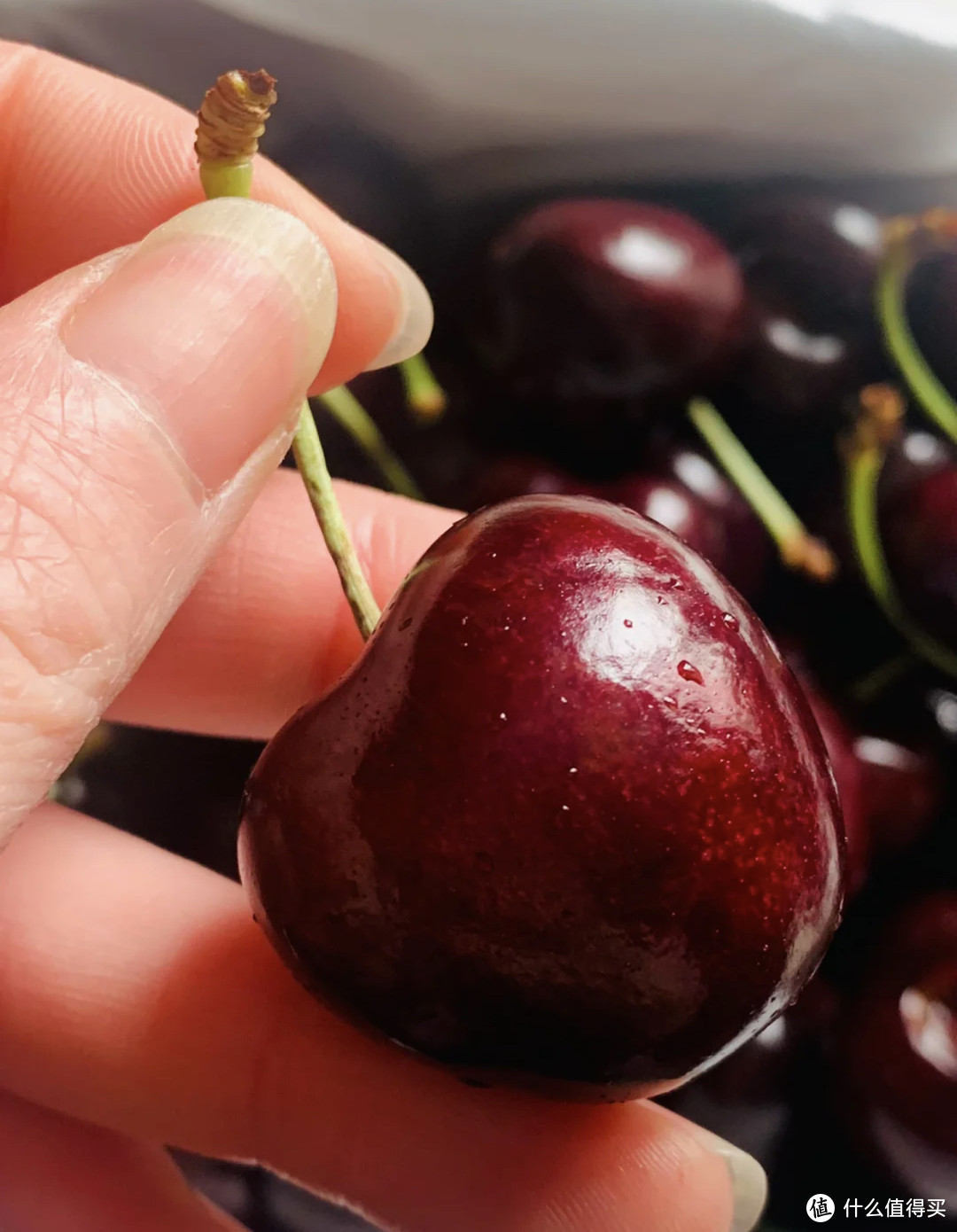 我的车厘子品种笔记🍒