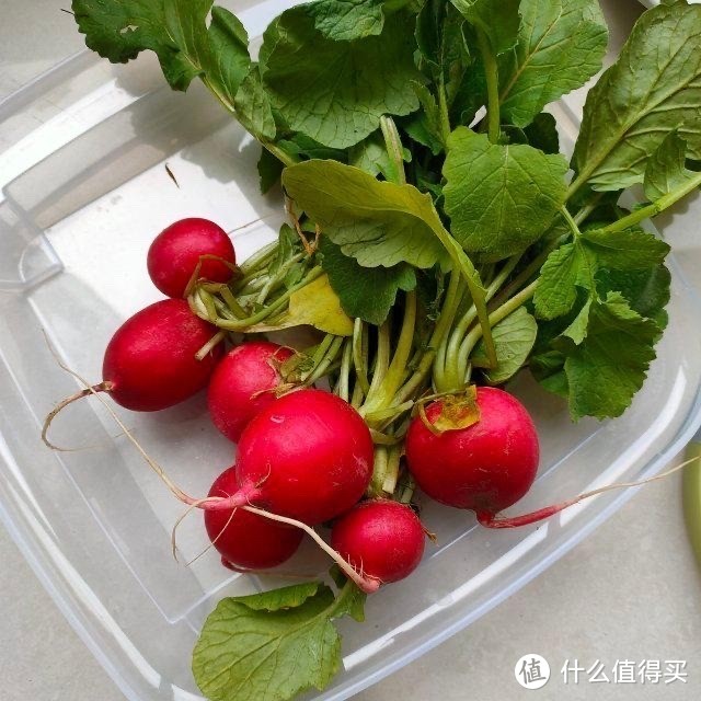 这3种菜，春天种刚好，一个月后就能吃，新鲜好看，好吃美味，收获不错！