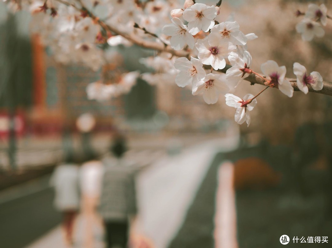虚化家人与街道，通过樱花绽放的特写，传递出幸福浪漫的情绪。