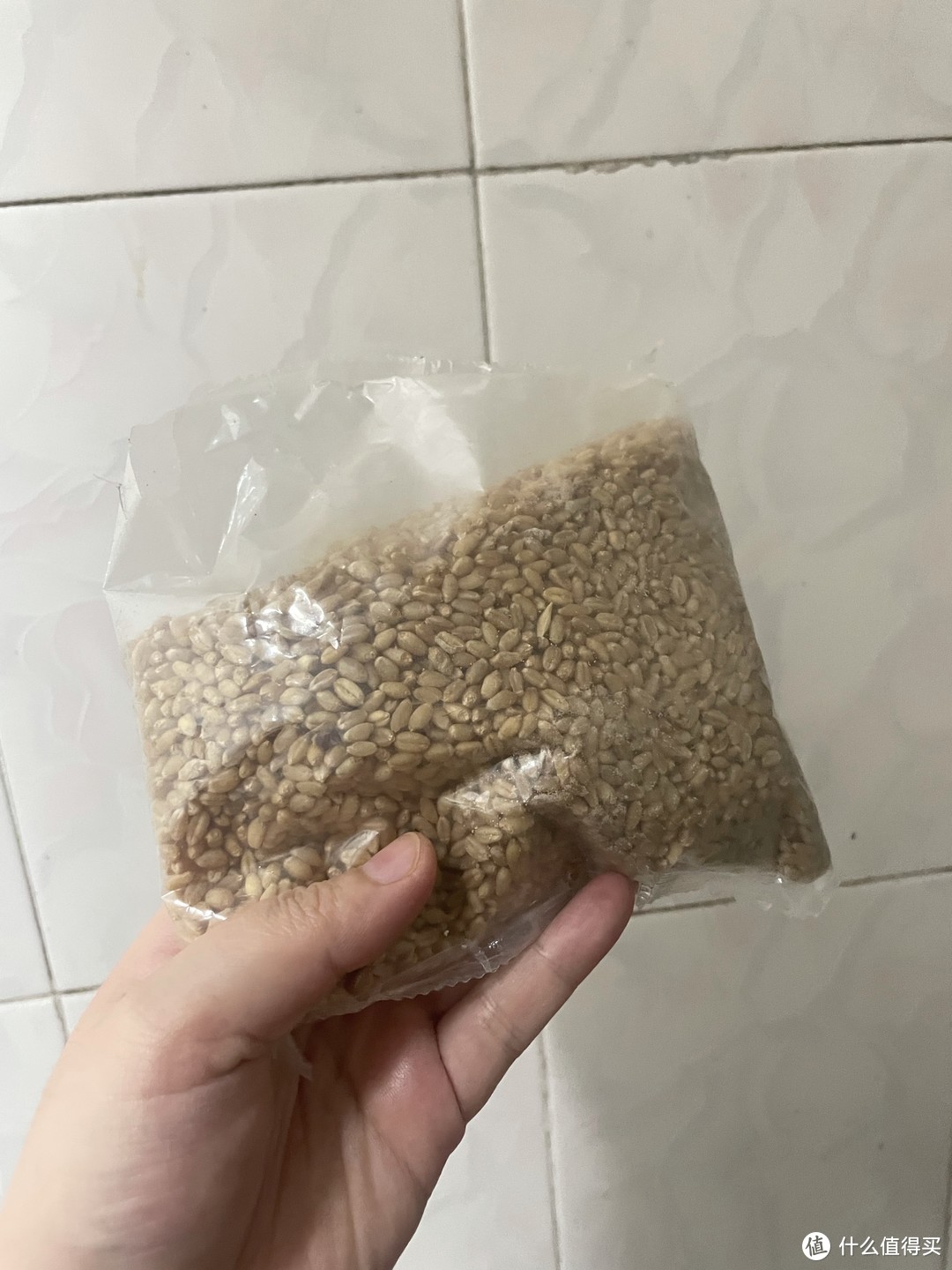 小麦种子—养猫家庭的宝物