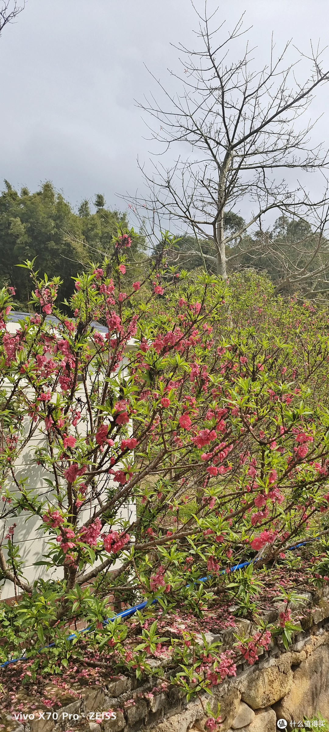 广州周边1小时车程的宝藏景点，赏桃花，溯溪抓鱼，吃特产，亲子游好去处