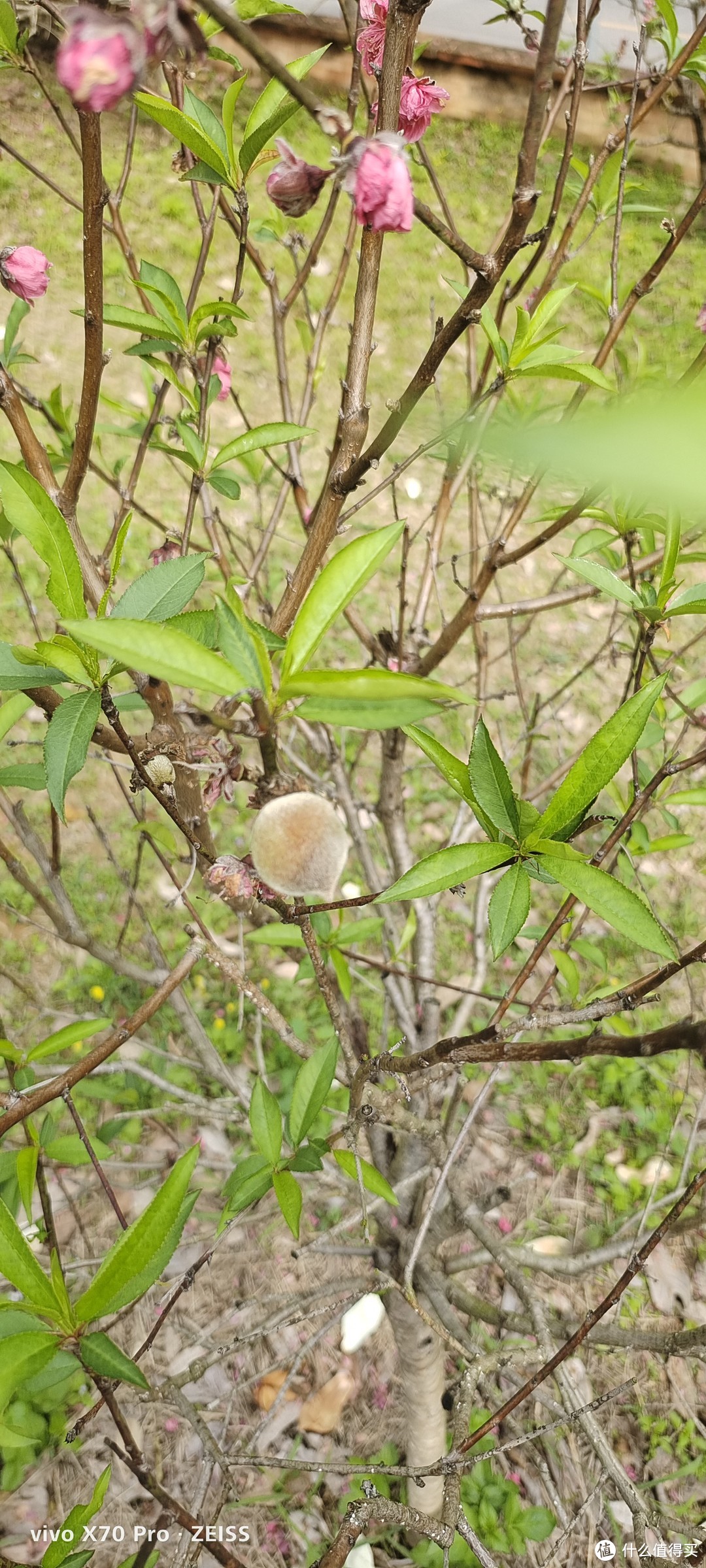 广州周边1小时车程的宝藏景点，赏桃花，溯溪抓鱼，吃特产，亲子游好去处