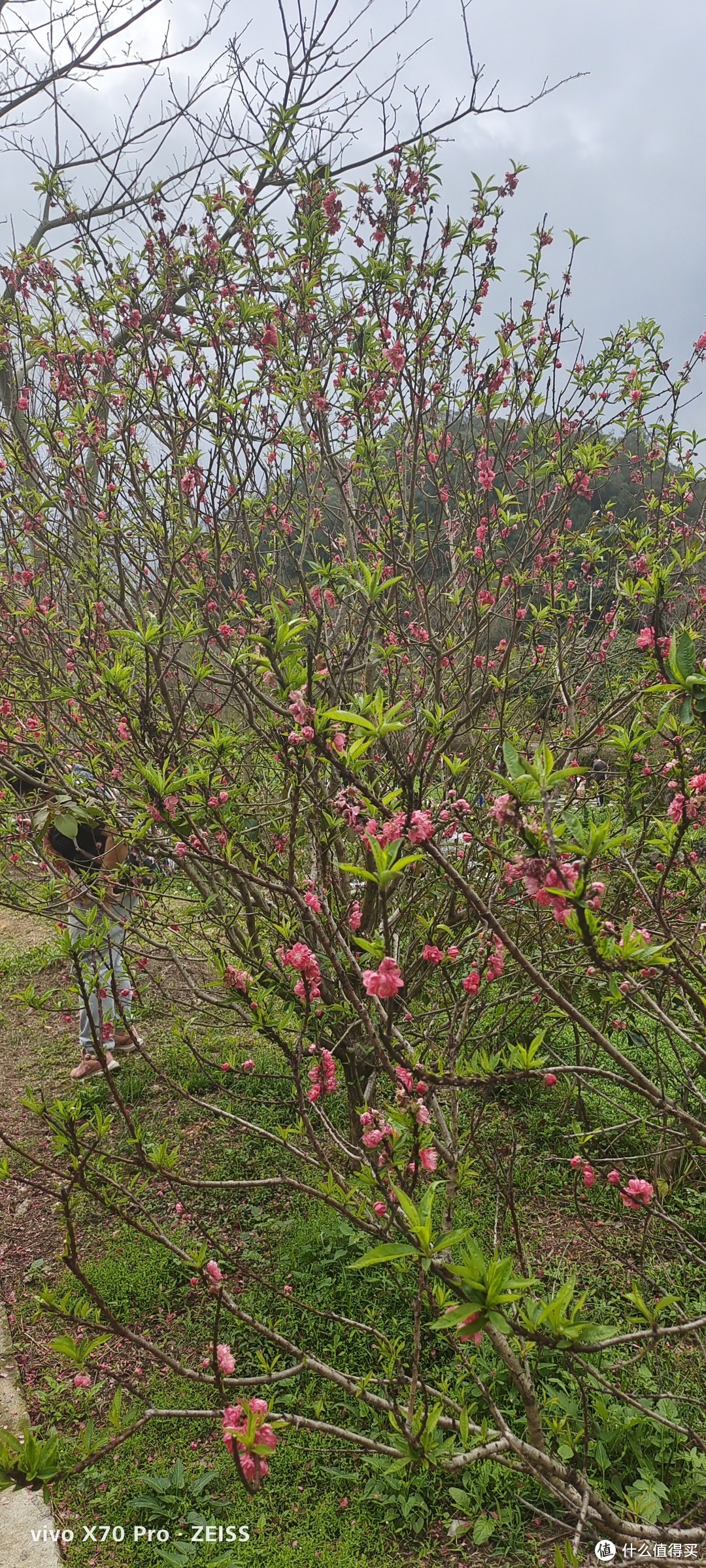 广州周边1小时车程的宝藏景点，赏桃花，溯溪抓鱼，吃特产，亲子游好去处